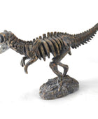 Dinosaur skeleton model on a white background