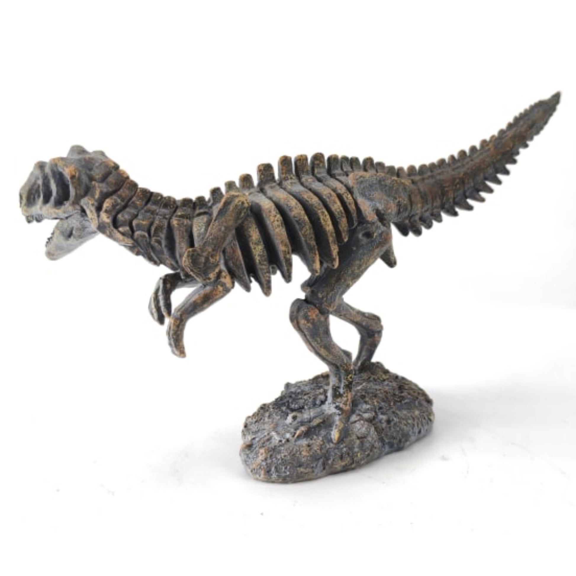 Dinosaur skeleton model on a white background