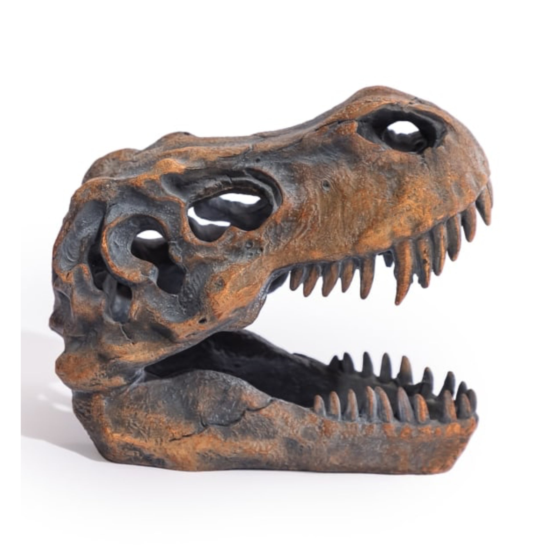 Dinosaur skull model on a white background