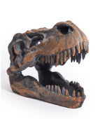 Dinosaur skull model on a white background