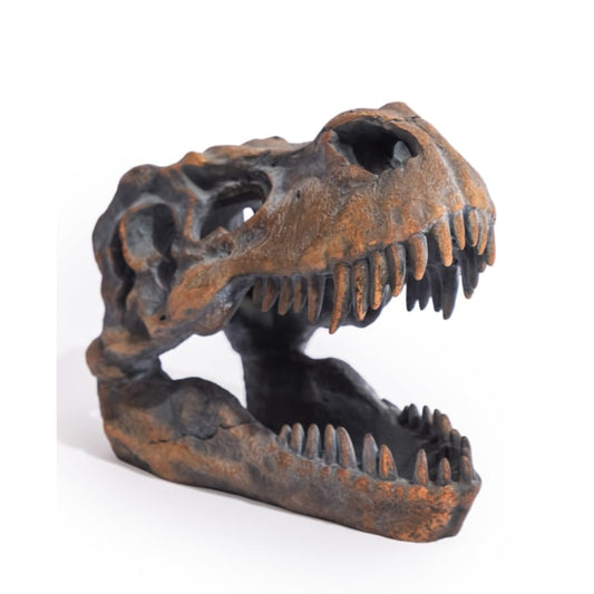 Dinosaur skull model on a white background
