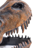Close-up of a dinosaur skull with rust-like texture on a white background
