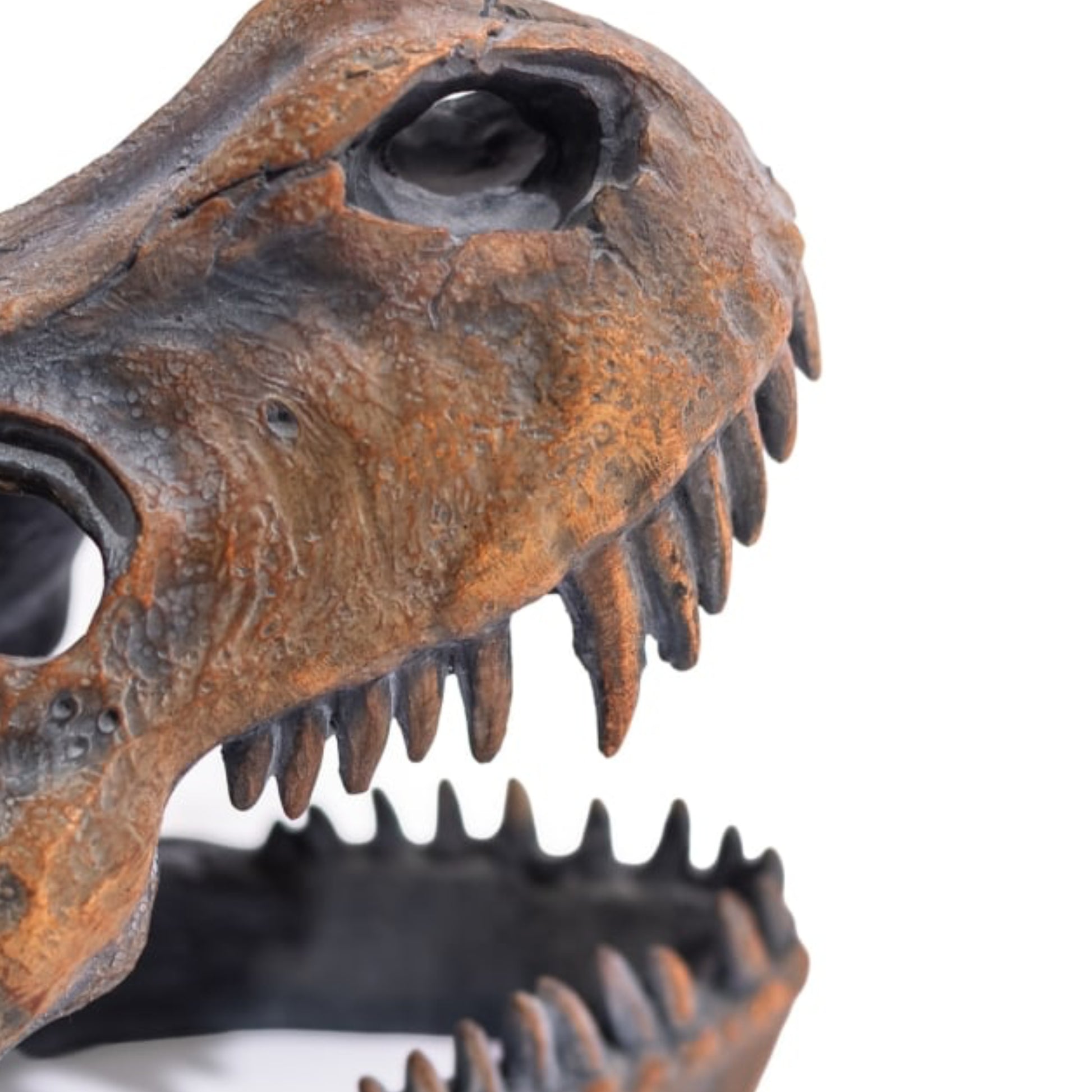 Close-up of a dinosaur skull with rust-like texture on a white background