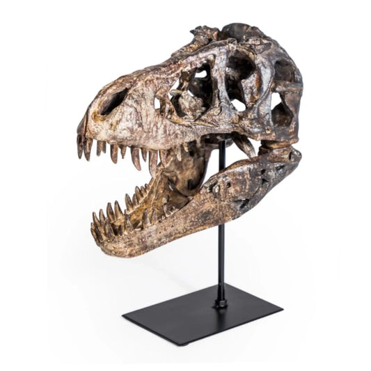 Dinosaur skull on a stand against a white background