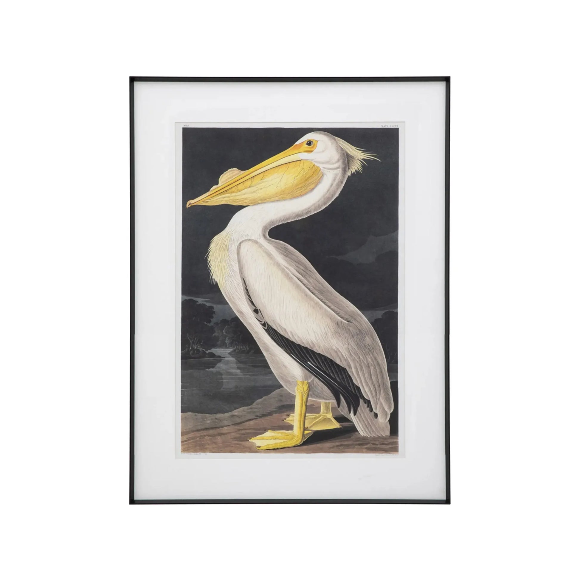 Framed pelican Illustration Print | Farthing  3