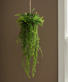 Hanging green fern plant against a brown wall with a window on the right.