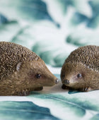 Two hedgehogs facing each other on a leafy background
