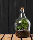 Indoor Open Front Glass Plant Terrarium 5 litre - The Farthing