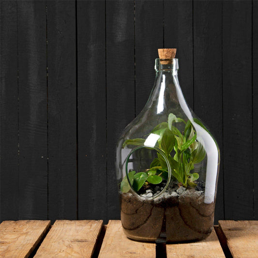 Indoor Open Front Glass Plant Terrarium 5 litre - The Farthing