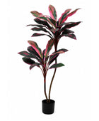 Potted plant with red and green leaves on a white background