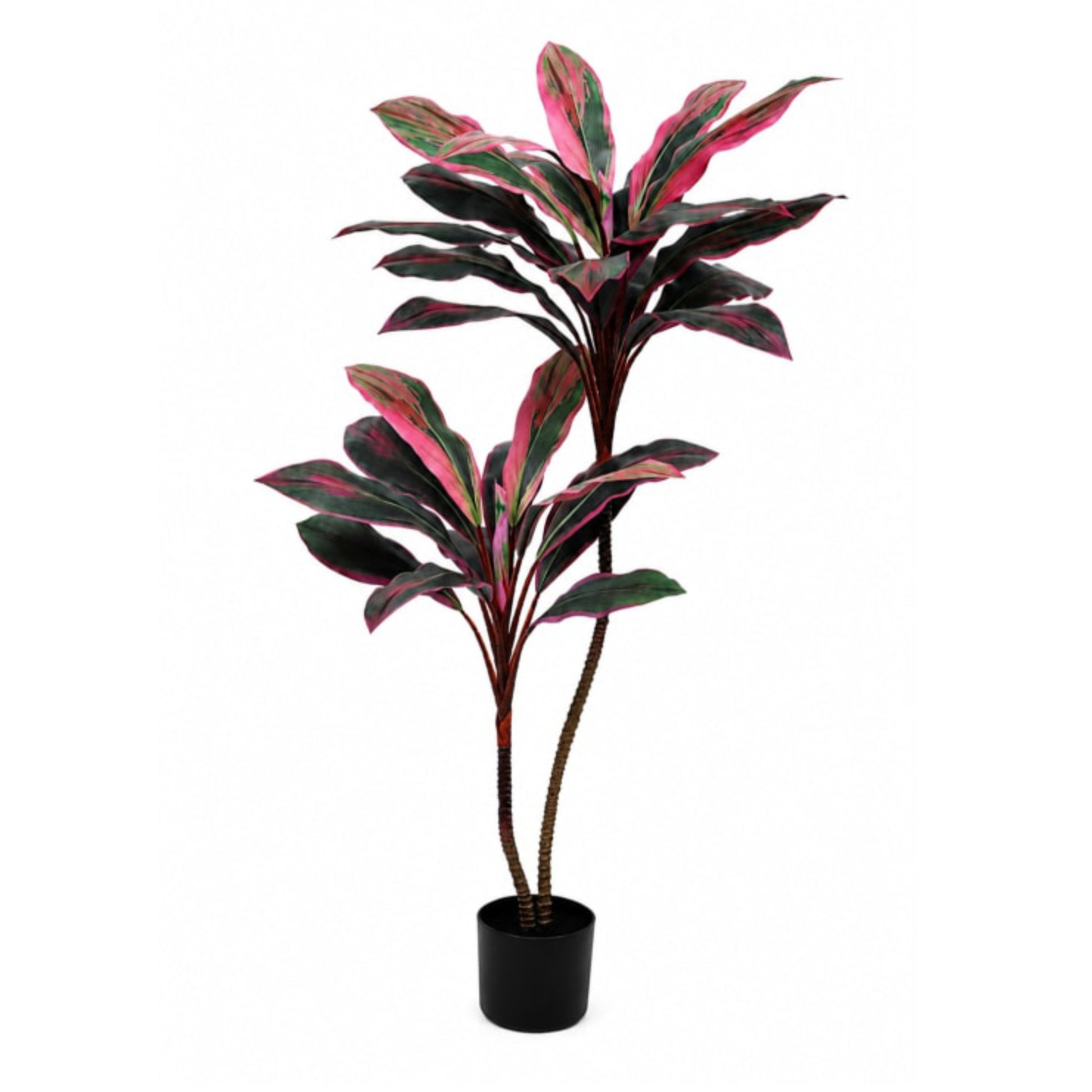 Potted plant with red and green leaves on a white background