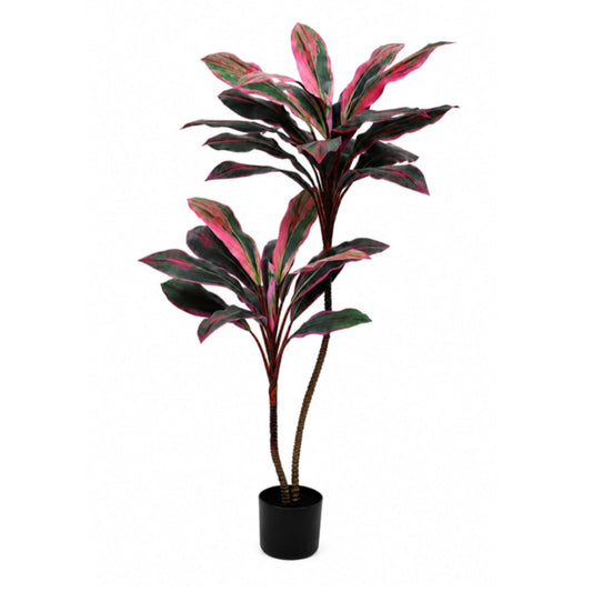 Potted plant with red and green leaves on a white background