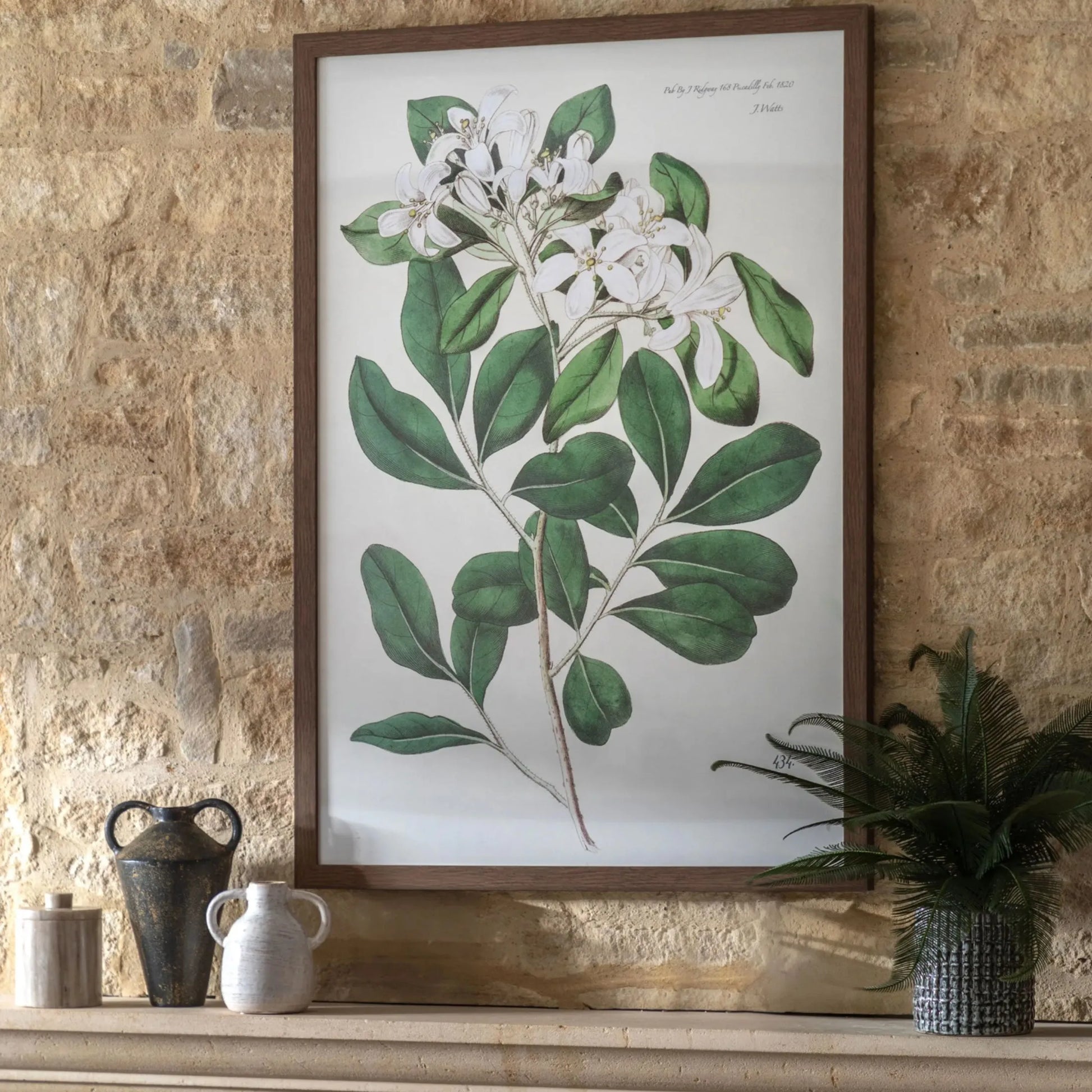 Large Botanical Illustration Framed Print