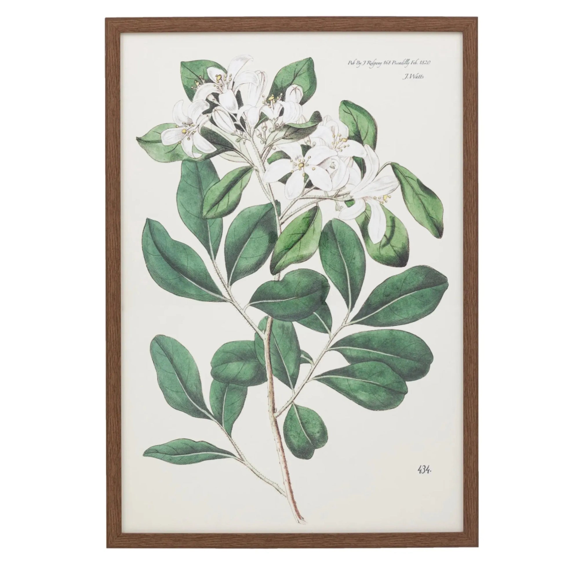 Large Botanical Illustration Framed Print 3