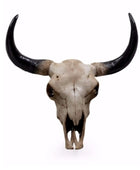 Bull skull with large horns on a white background