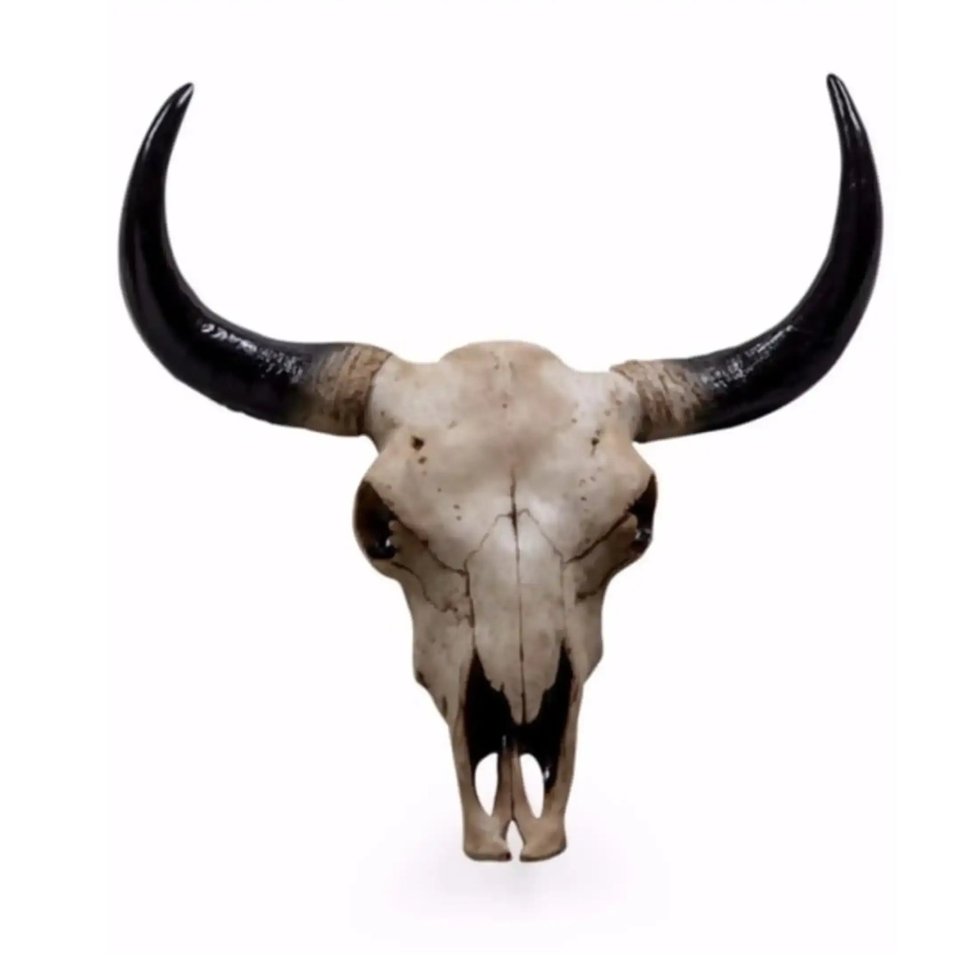 Bull skull with large horns on a white background
