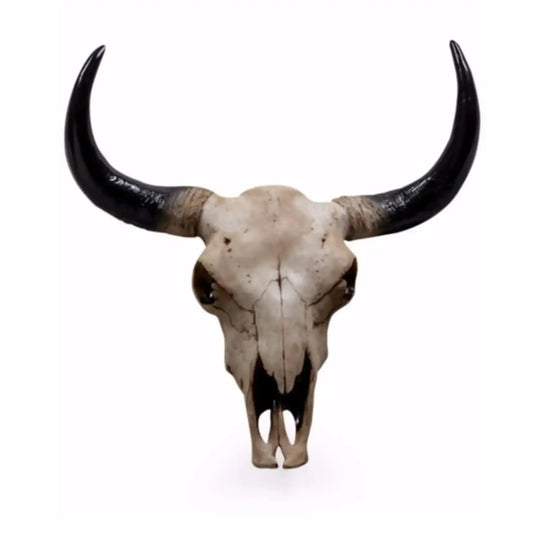 Bull skull with large horns on a white background