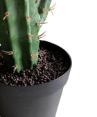 Potted cactus with a white background