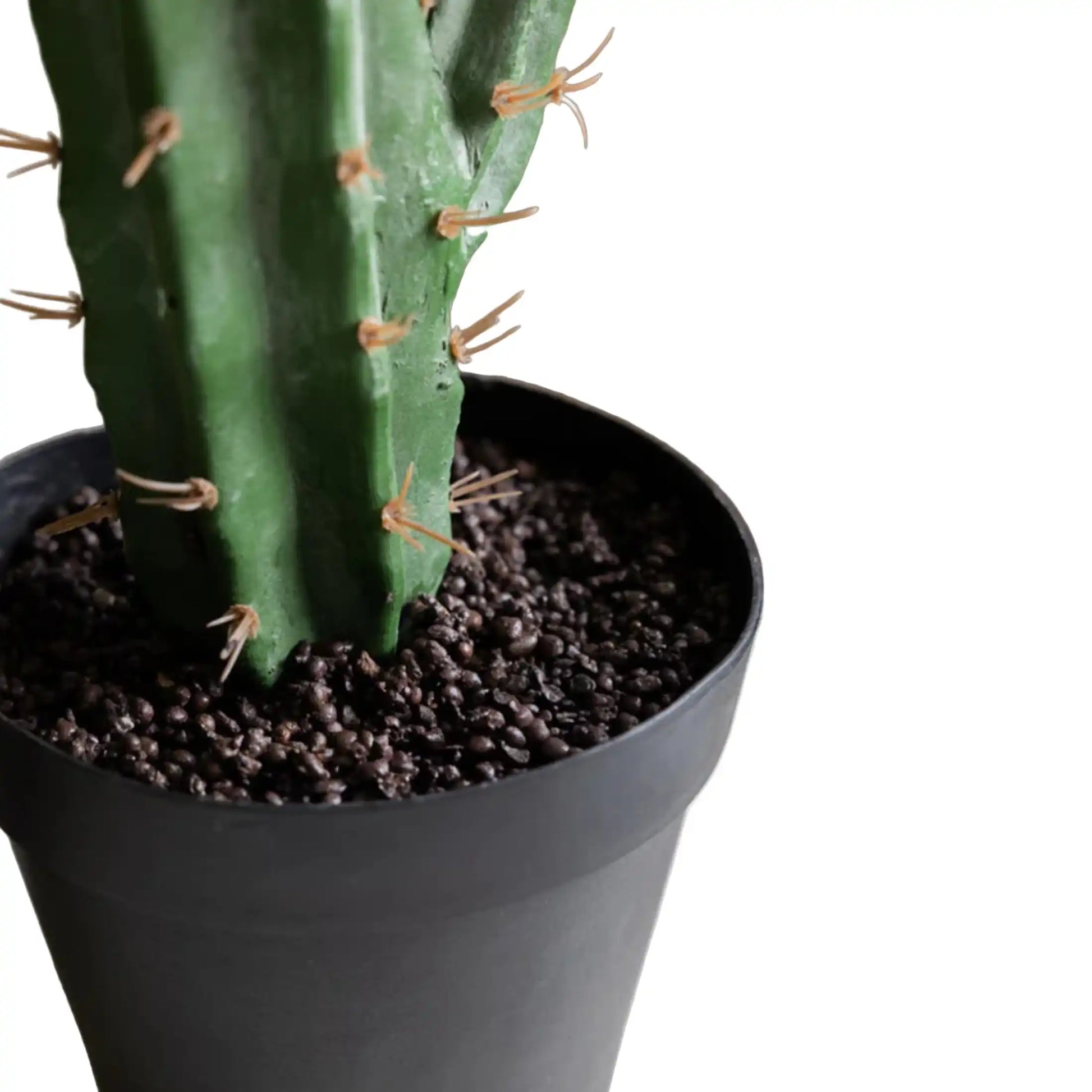 Potted cactus with a white background