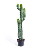 Potted cactus plant on a white background