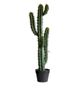 Potted cactus plant on a white background