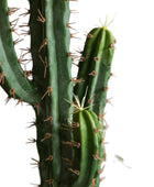 Close-up of a cactus plant with green spines against a blurred background