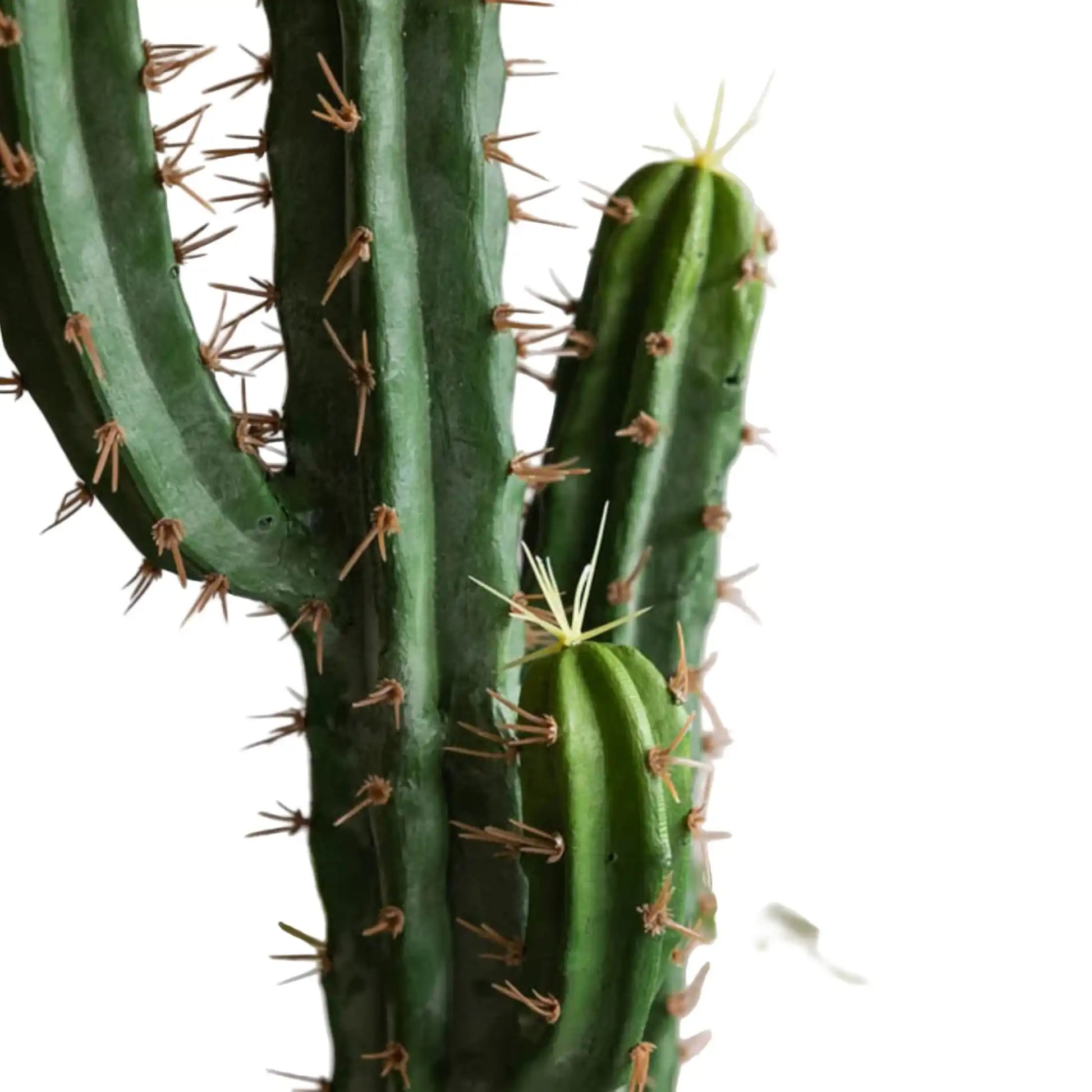 Close-up of a cactus plant with green spines against a blurred background