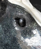 Close-up of a horse's eye with a textured surface