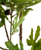 Close-up of a fig tree with green leaves and a fig fruit on a white background