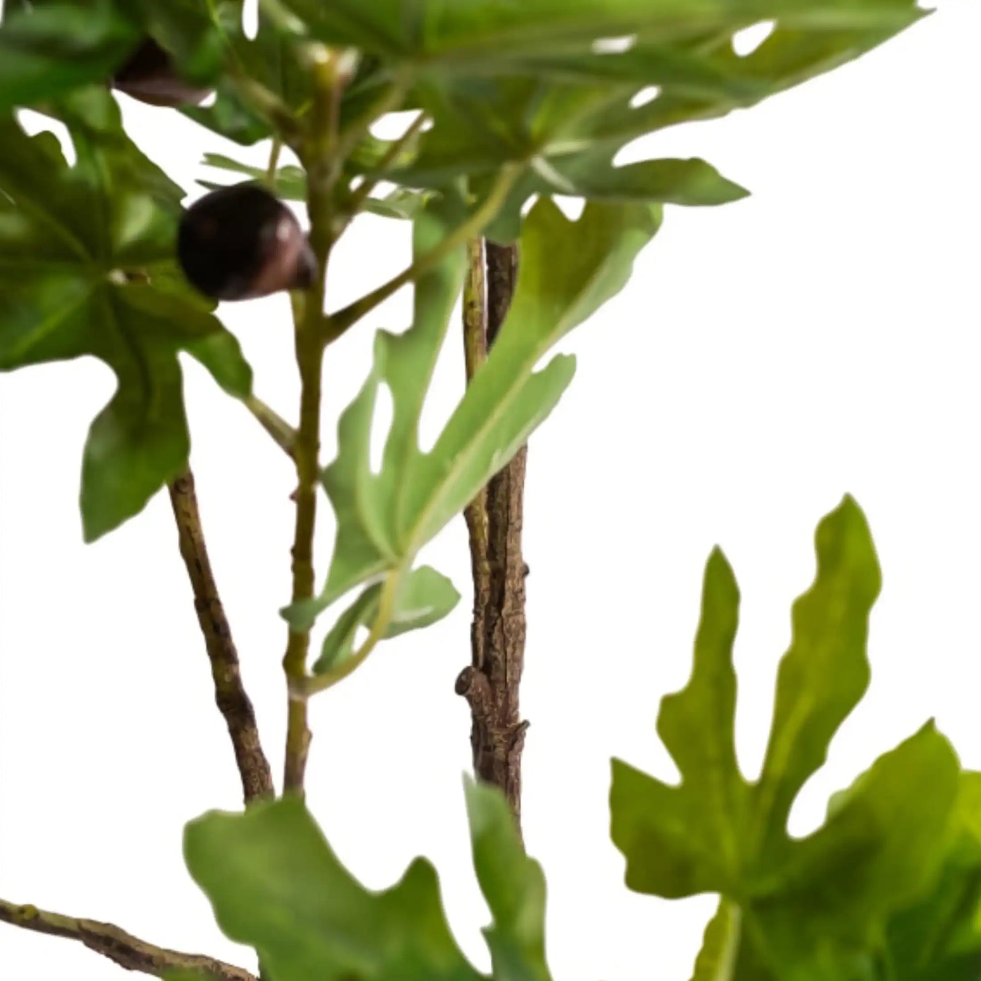 Close-up of a fig tree with green leaves and a fig fruit on a white background