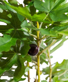 Fig fruit on a tree branch with green leaves