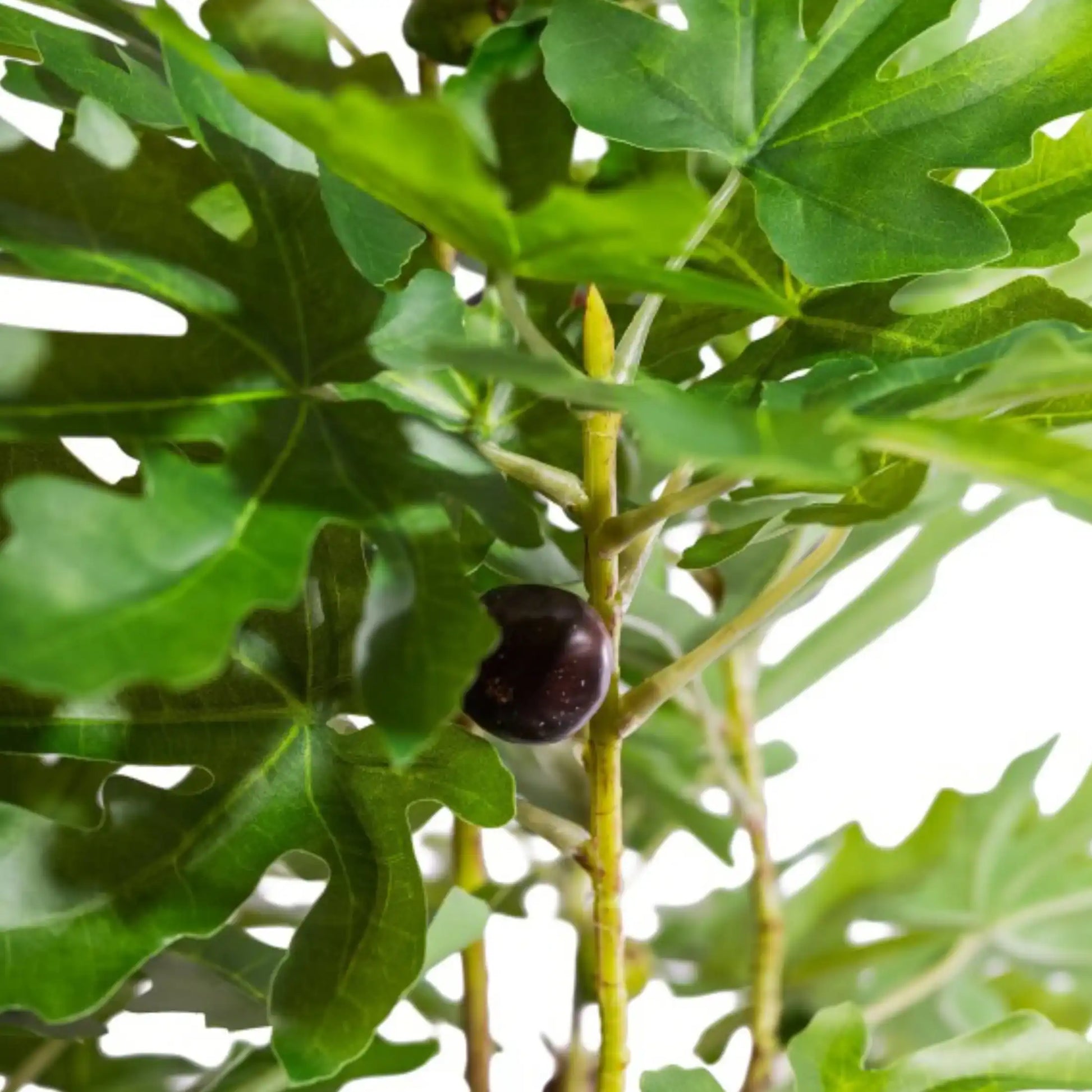 Fig fruit on a tree branch with green leaves