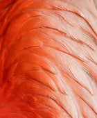 Close-up of pink and red feathers
