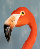 Close-up of a flamingo's face with a beige background