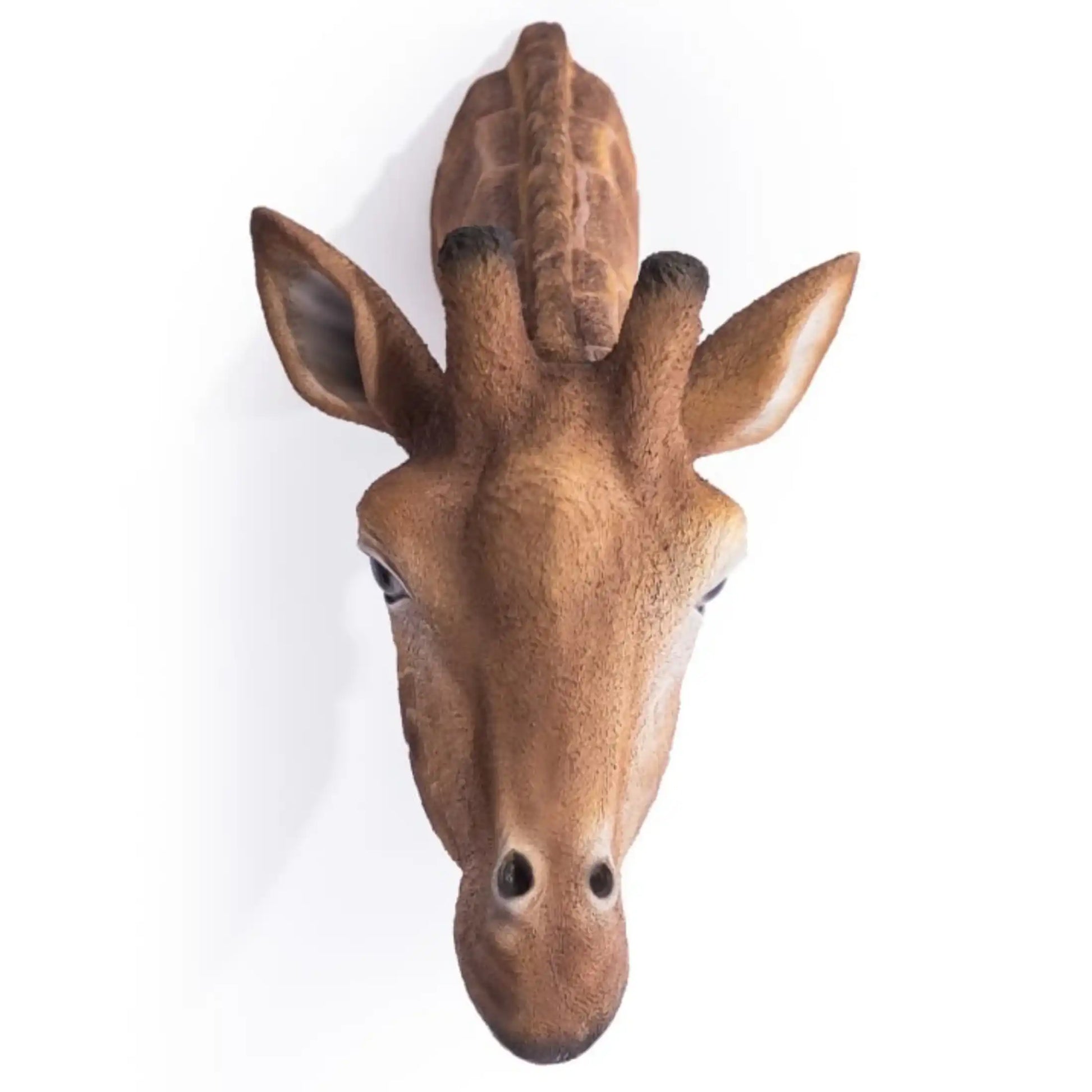 Deer head wall mount on a white background
