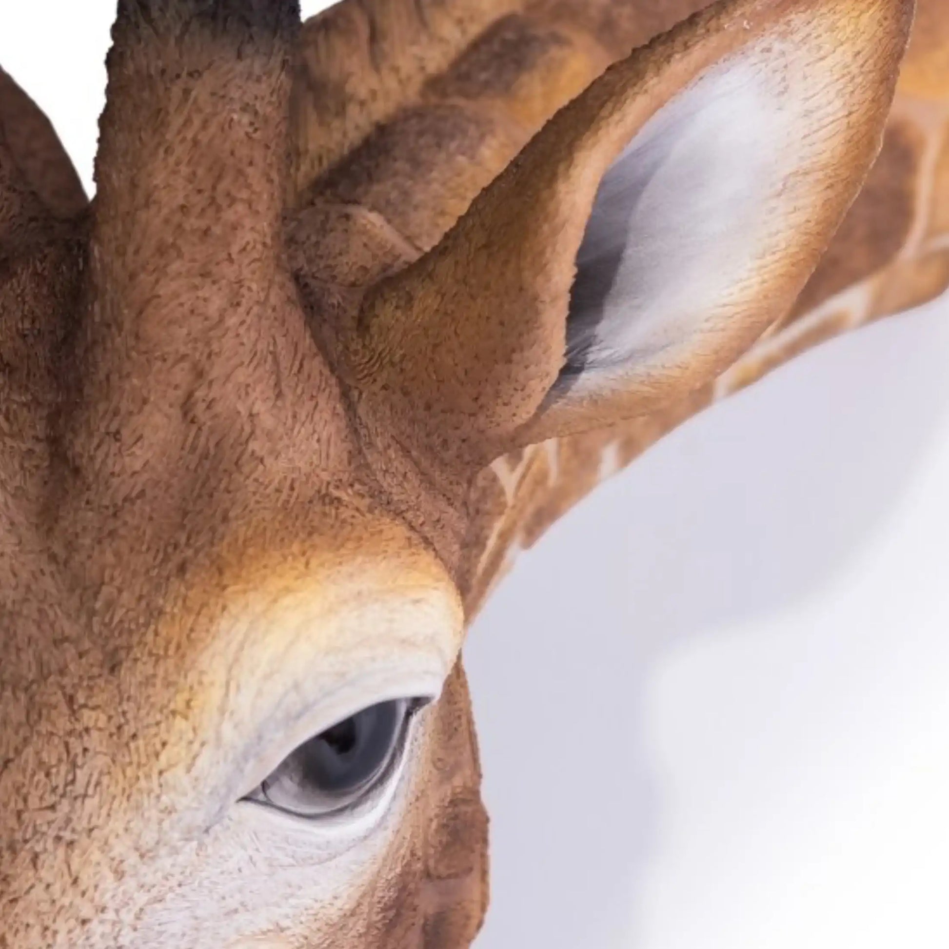 Close-up of a deer's eye and part of its face on a white background
