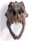 Dinosaur skull wall mount on a white background