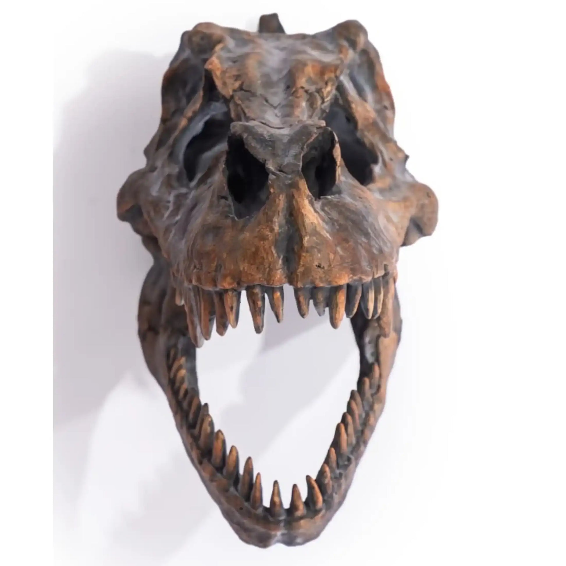 Dinosaur skull wall mount on a white background