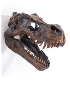 Dinosaur skull model on a white background