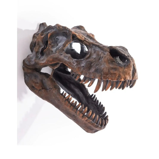Dinosaur skull model on a white background
