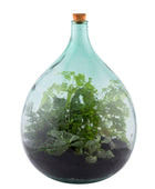 Large Indoor Glass Bottle 35 Litre Plant Terrarium - The Farthing