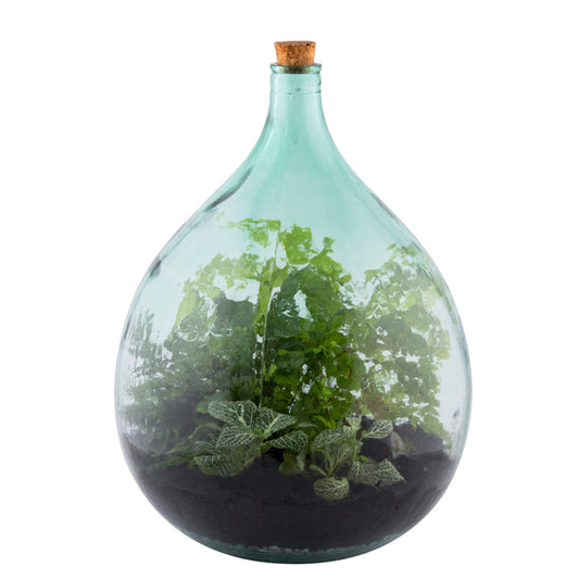 Large Indoor Glass Bottle 35 Litre Plant Terrarium - The Farthing