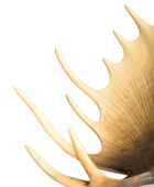 Large Moose Head Wall Art Decoration 5