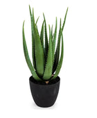 Potted aloe vera plant on a white background