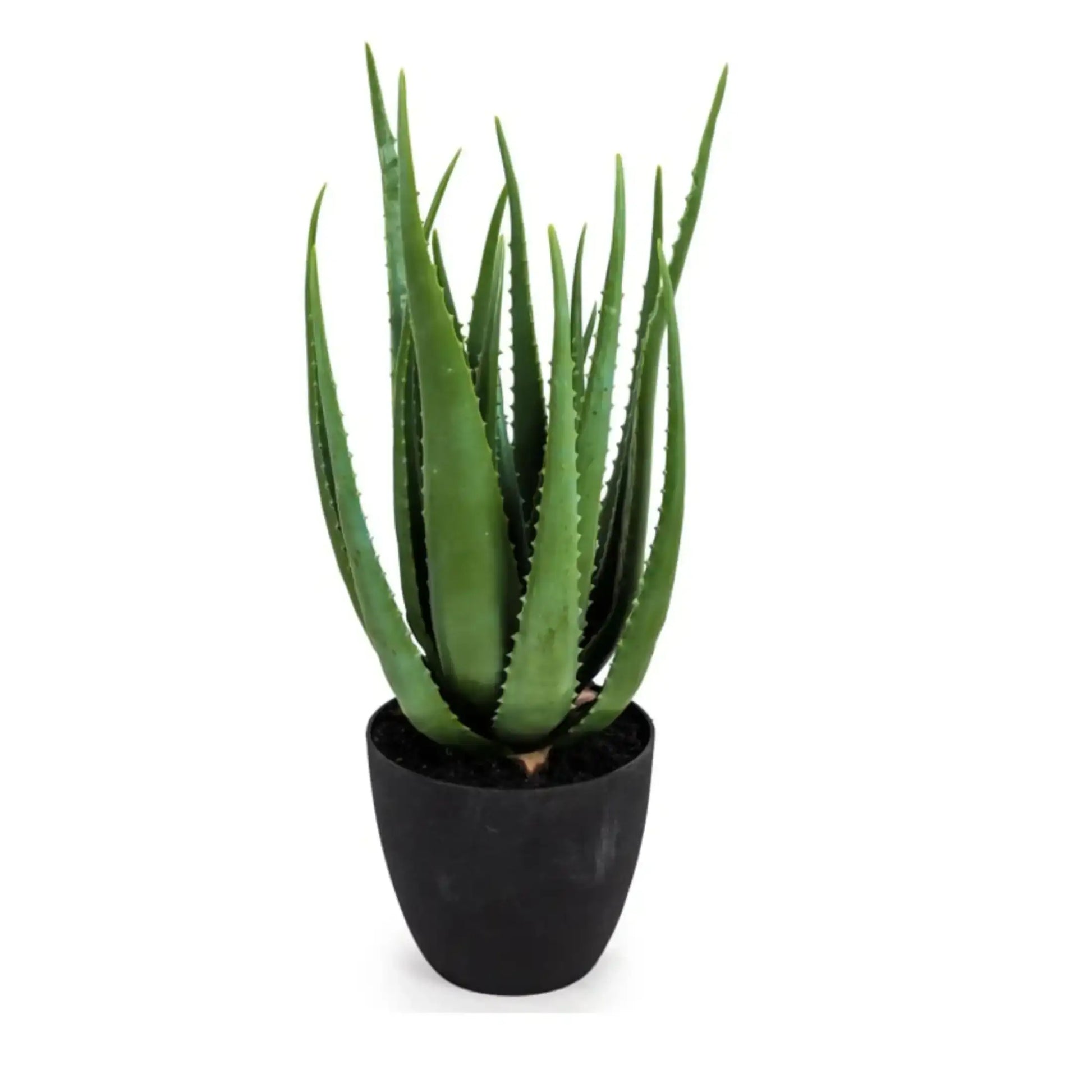 Potted aloe vera plant on a white background
