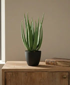 Potted aloe vera plant on a white background