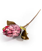 4 Large Protea Stems