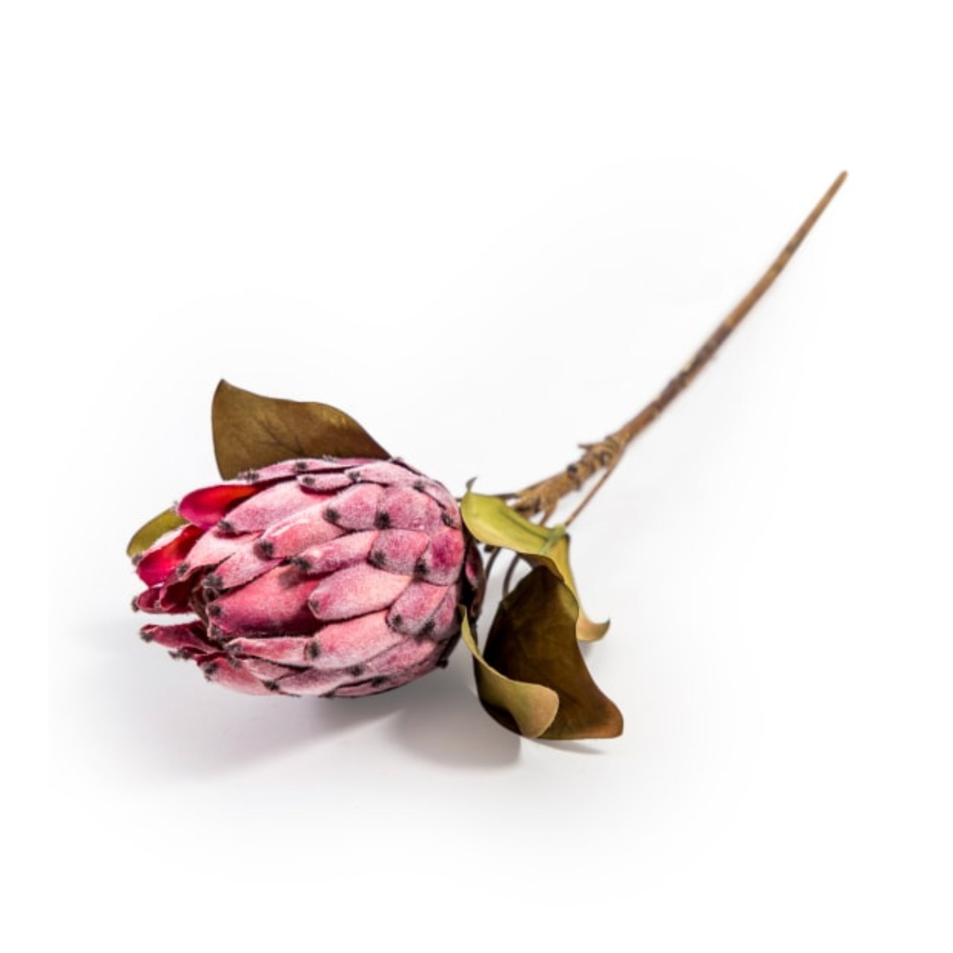 4 Large Protea Stems