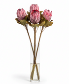 4 Large Protea Stems