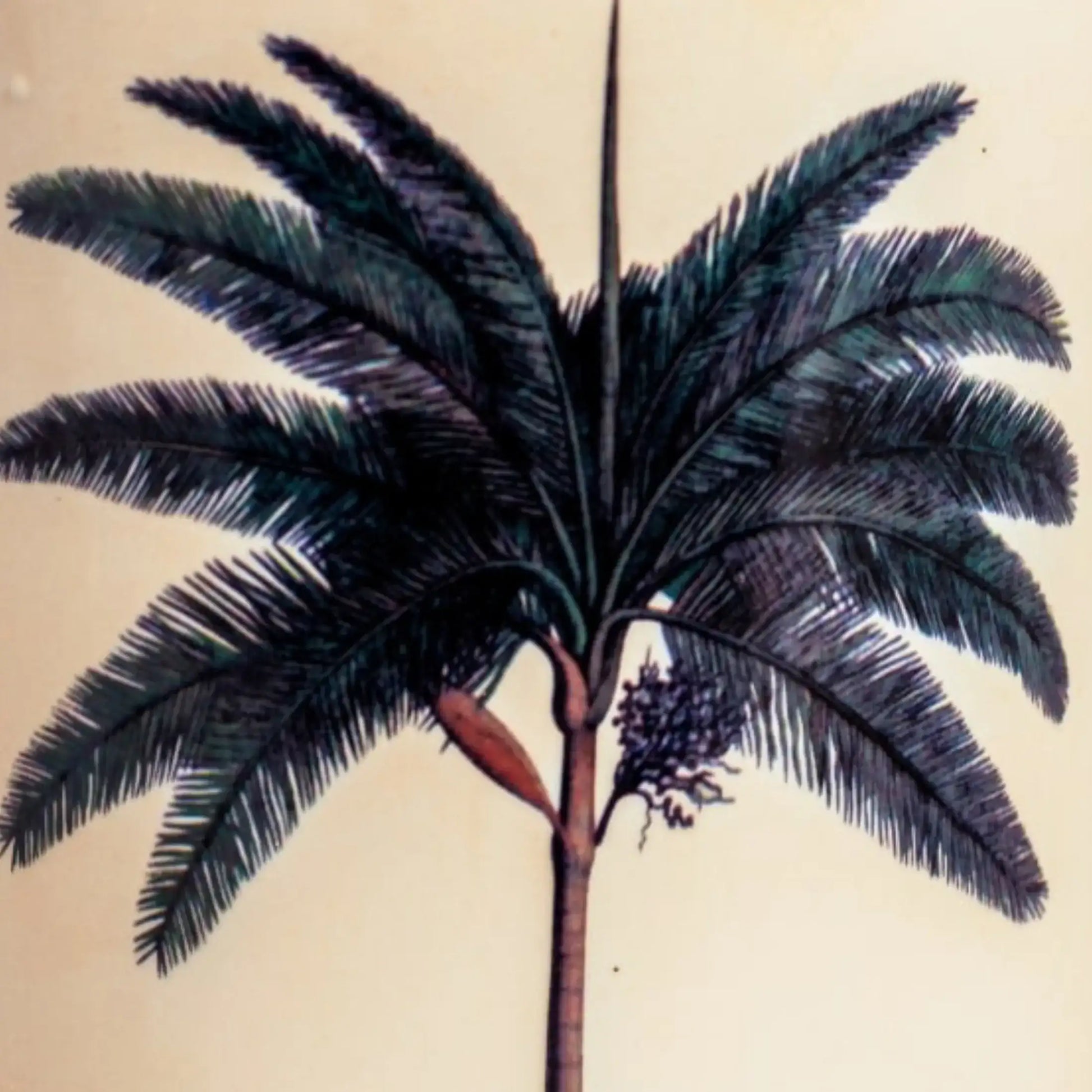 Illustration of a palm tree with detailed leaves on a beige background